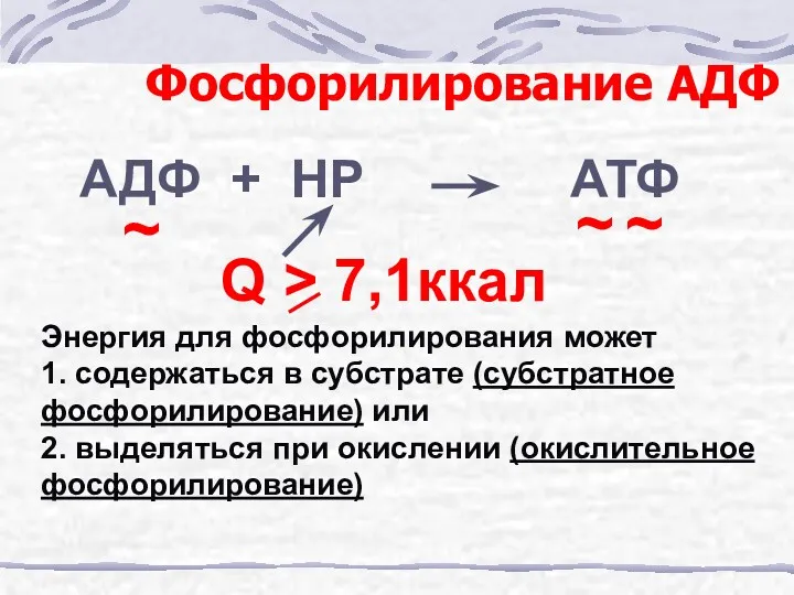 Фосфорилирование АДФ АДФ + НР АТФ ~ ~ ~ Q > 7,1ккал Энергия
