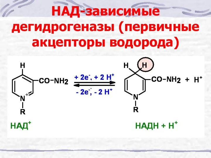 НАД-зависимые дегидрогеназы (первичные акцепторы водорода)