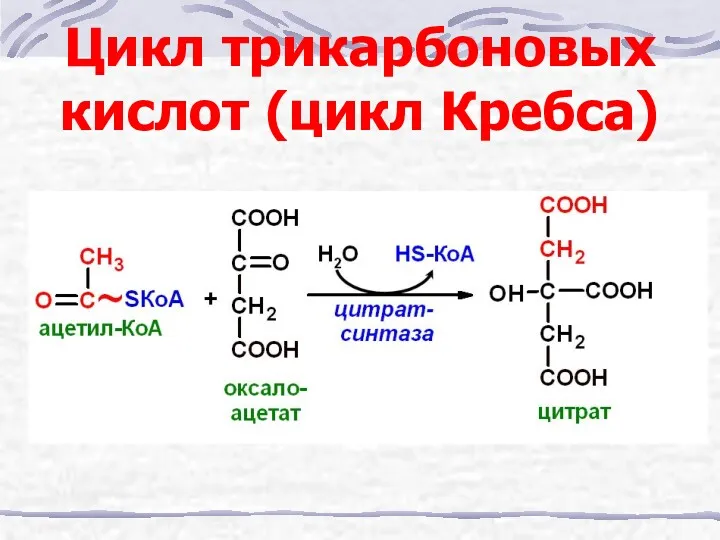 Цикл трикарбоновых кислот (цикл Кребса)