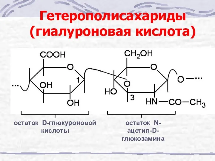 Гетерополисахариды (гиалуроновая кислота) остаток D-глюкуроновой кислоты остаток N-ацетил-D-глюкозамина