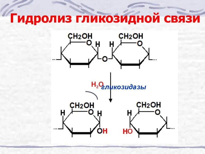 Гидролиз гликозидной связи гликозидазы