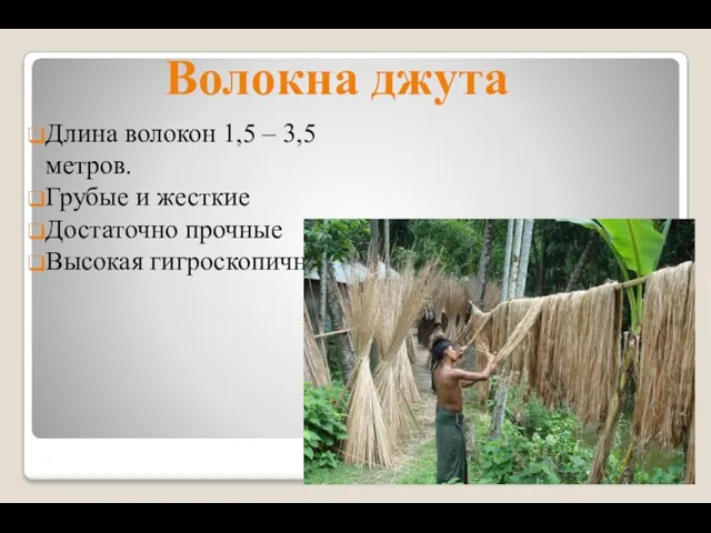 Волокна джута Длина волокон 1,5 – 3,5 метров. Грубые и жесткие Достаточно прочные Высокая гигроскопичность