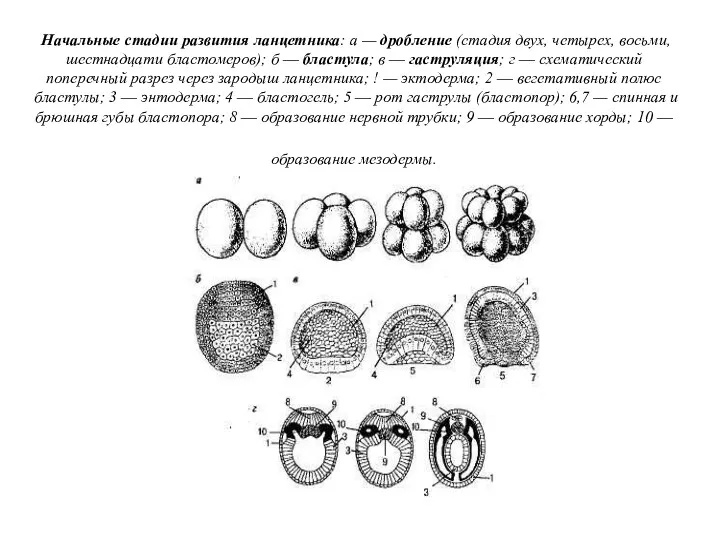 Начальные стадии развития ланцетника: а — дробление (стадия двух, четырех,