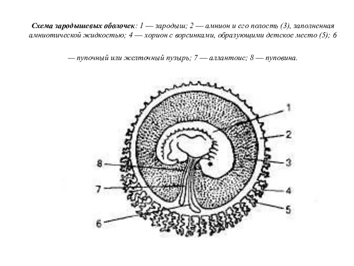 Схема зародышевых оболочек: 1 — зародыш; 2 — амнион и