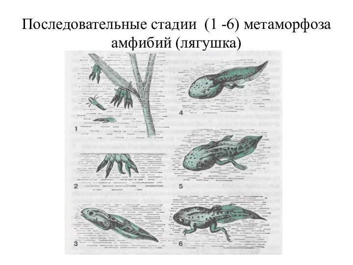 Последовательные стадии (1 -6) метаморфоза амфибий (лягушка)