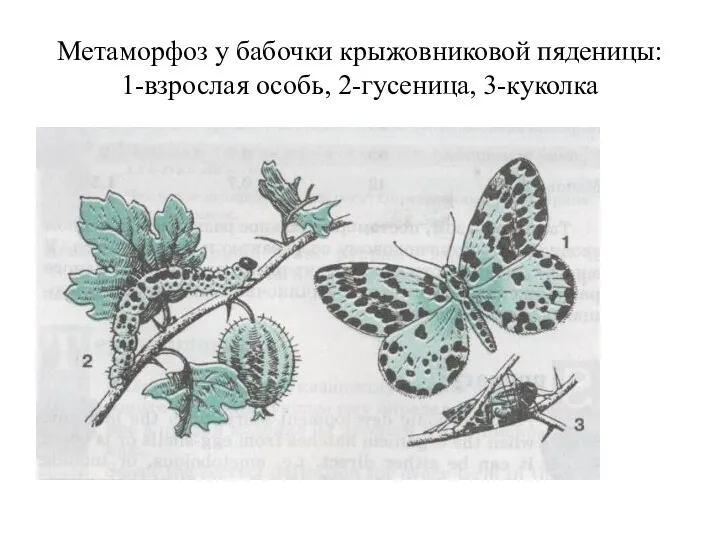 Метаморфоз у бабочки крыжовниковой пяденицы: 1-взрослая особь, 2-гусеница, 3-куколка