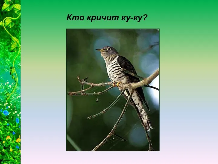 Кто кричит ку-ку?