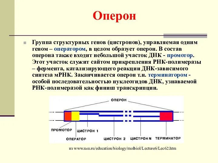 Оперон Группа структурных генов (цистронов), управляемая одним геном – оператором,