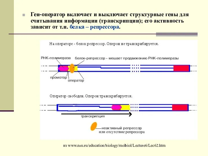 Ген-оператор включает и выключает структурные гены для считывания информации (транскрипции);