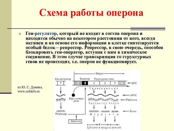 Схема работы оперона Ген-регулятор, который не входит в состав оперона