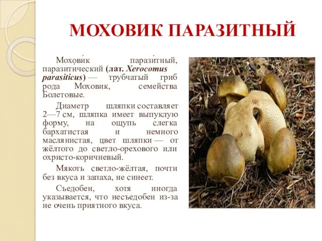 МОХОВИК ПАРАЗИТНЫЙ Мохови́к парази́тный, паразити́ческий (лат. Xerocomus parasiticus) — трубчатый