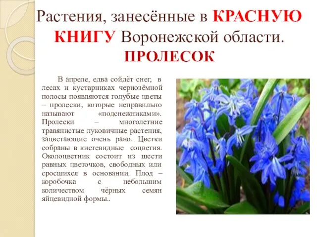 Растения, занесённые в КРАСНУЮ КНИГУ Воронежской области. ПРОЛЕСОК В апреле,