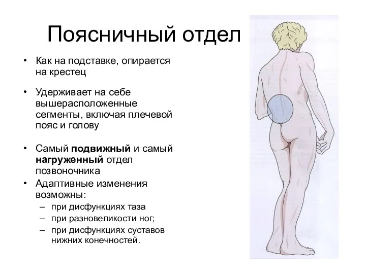 Поясничный отдел Как на подставке, опирается на крестец Удерживает на