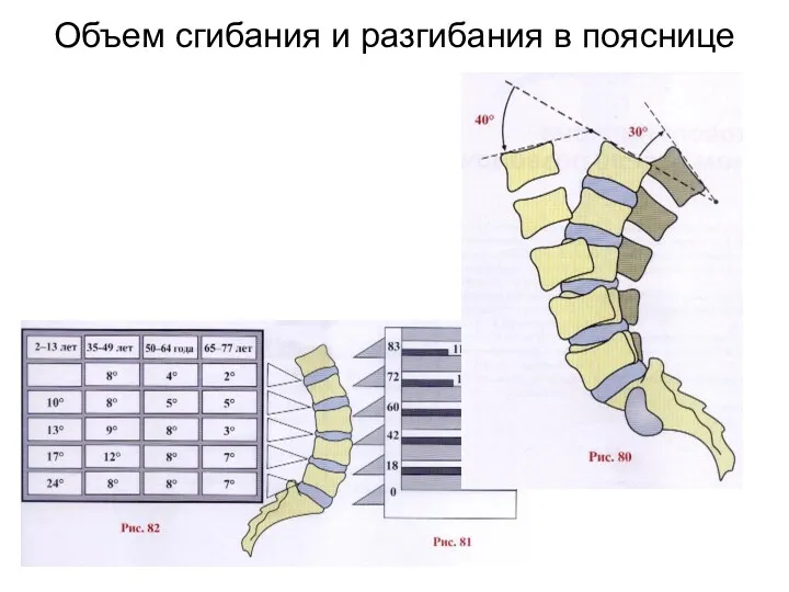 Объем сгибания и разгибания в пояснице