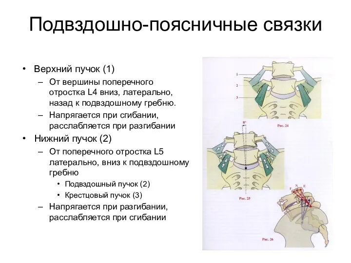 Подвздошно-поясничные связки Верхний пучок (1) От вершины поперечного отростка L4