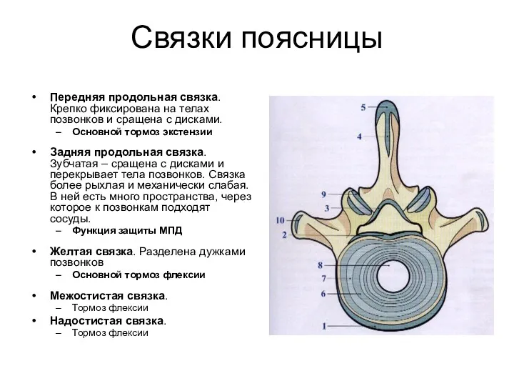 Связки поясницы Передняя продольная связка. Крепко фиксирована на телах позвонков