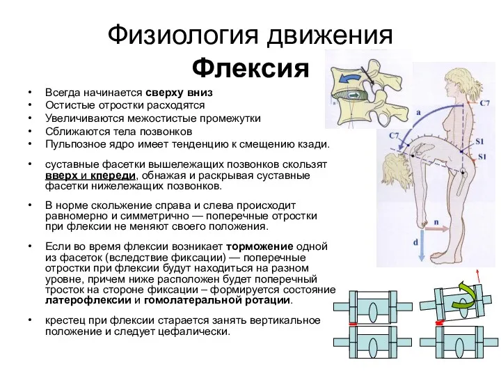 Физиология движения Флексия Всегда начинается сверху вниз Остистые отростки расходятся