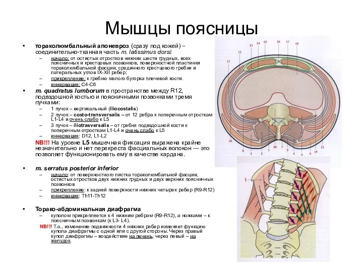 Мышцы поясницы тораколюмбальный апоневроз (сразу под кожей) – соединительно-тканная часть