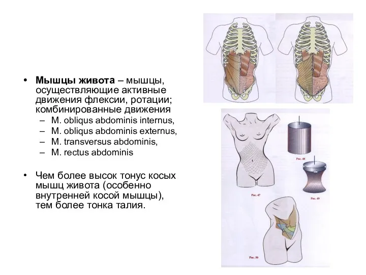 Мышцы живота – мышцы, осуществляющие активные движения флексии, ротации; комбинированные