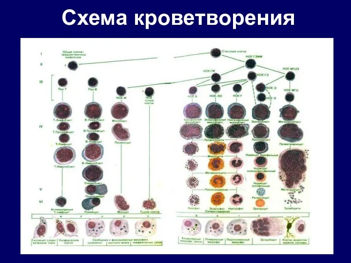 Схема кроветворения