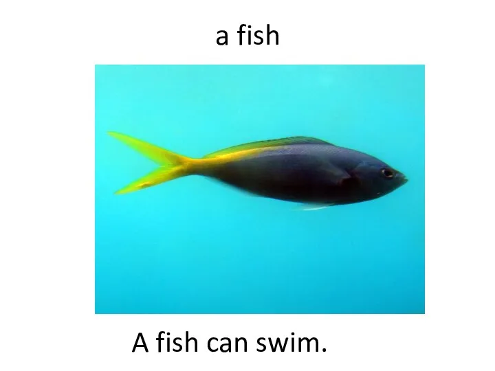 a fish A fish can swim.