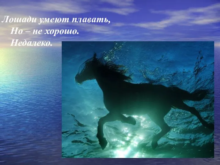 Лошади умеют плавать, Но – не хорошо. Недалеко.