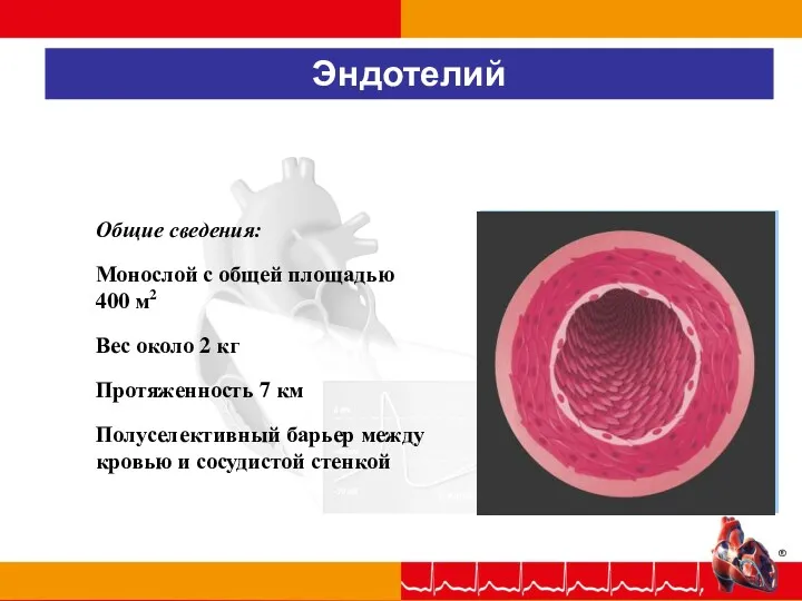 Эндотелий Общие сведения: Монослой с общей площадью 400 м2 Вес