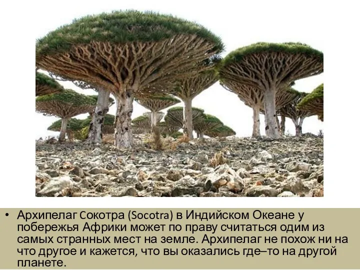 Архипелаг Cокотра (Socotra) в Индийском Океане у побережья Африки может