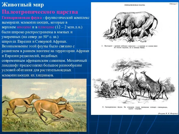 Животный мир Палеотропического царства Гиппарионовая фауна - фаунистический комплекс вымерших