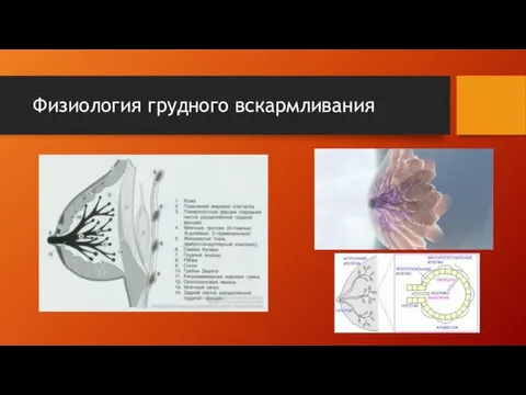 Физиология грудного вскармливания