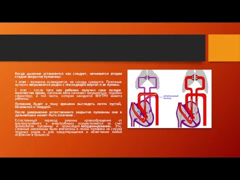 Когда дыхание установится как следует, начинается вторая стадия закрытия пуповины: