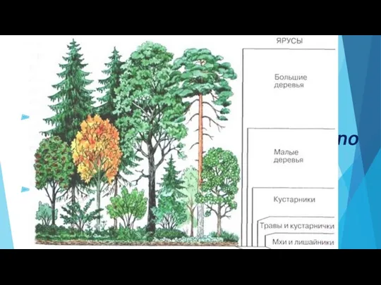 Вертикальная структура биоценоза Ярус – части биоценоза, занимающие разное положение
