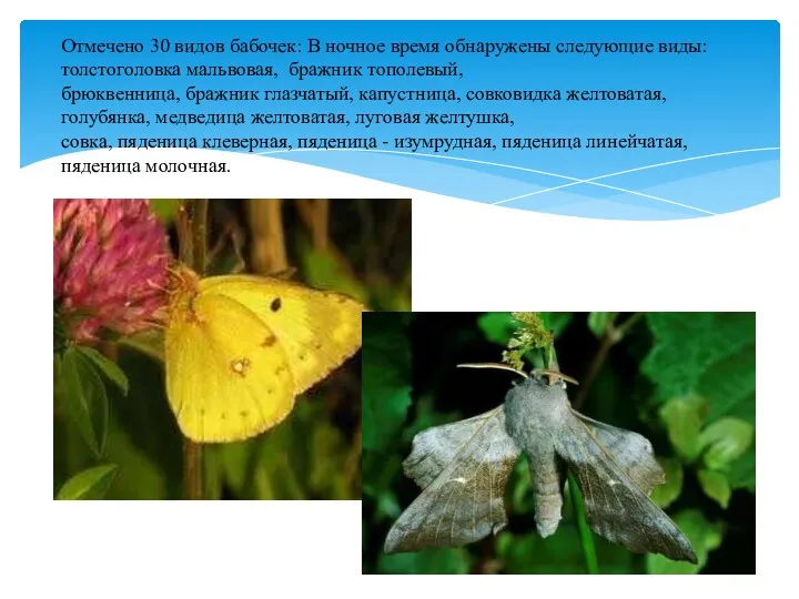 Отмечено 30 видов бабочек: В ночное время обнаружены следующие виды:
