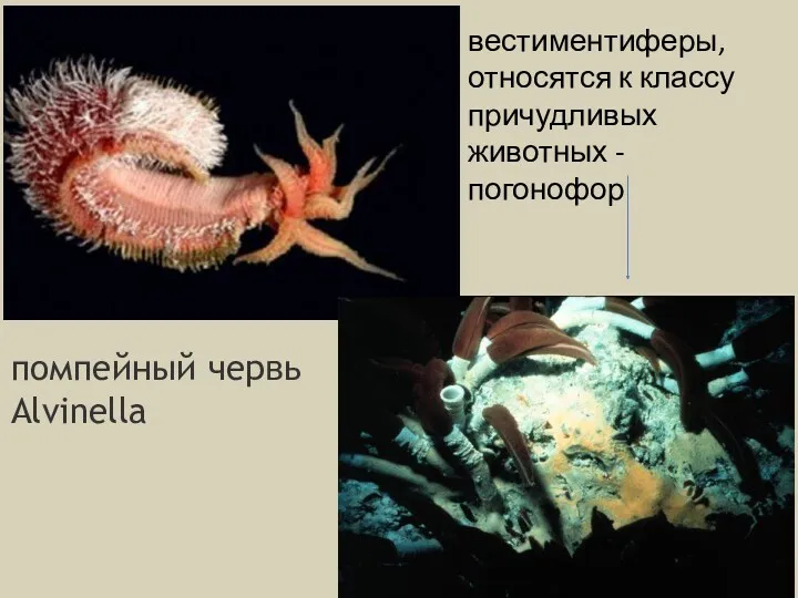 помпейный червь Alvinella вестиментиферы, относятся к классу причудливых животных - погонофор