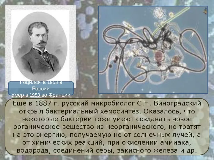 Ещё в 1887 г. русский микробиолог С.Н. Виноградский открыл бактериальный хемосинтез. Оказалось, что