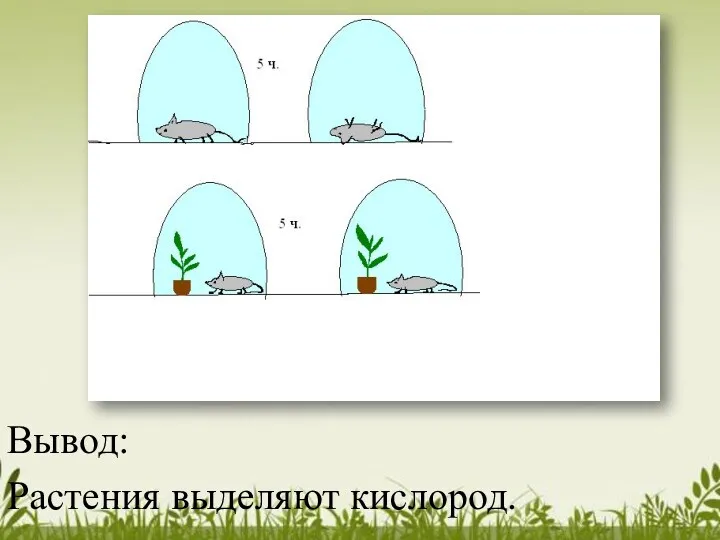 Вывод: Растения выделяют кислород.