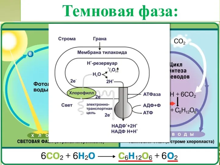 Темновая фаза: