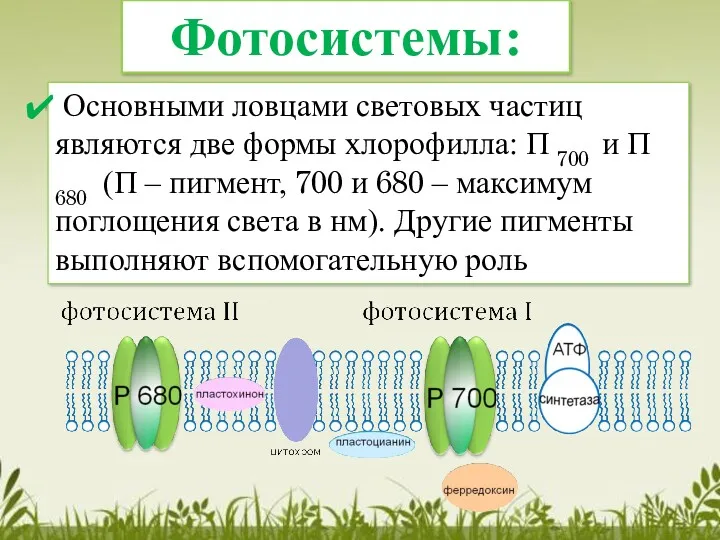 Основными ловцами световых частиц являются две формы хлорофилла: П 700