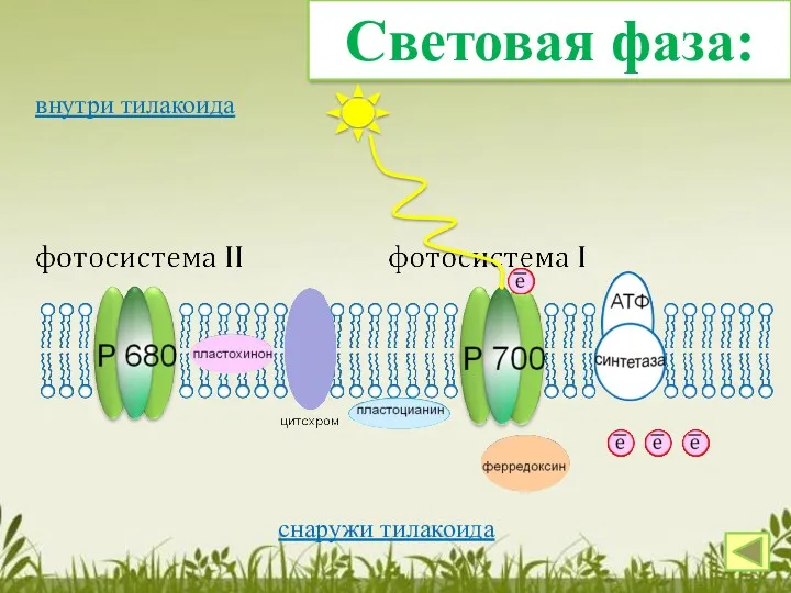 Световая фаза: снаружи тилакоида внутри тилакоида