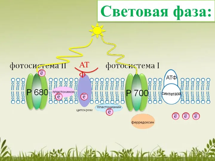 Световая фаза: АТФ