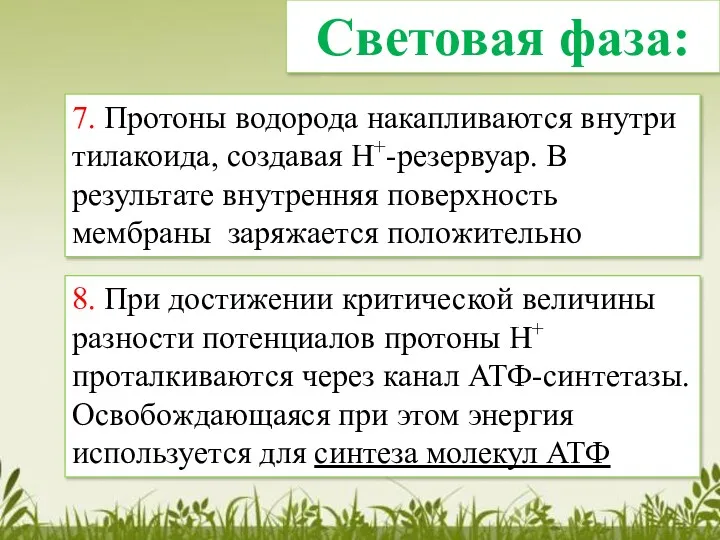 7. Протоны водорода накапливаются внутри тилакоида, создавая Н+-резервуар. В результате