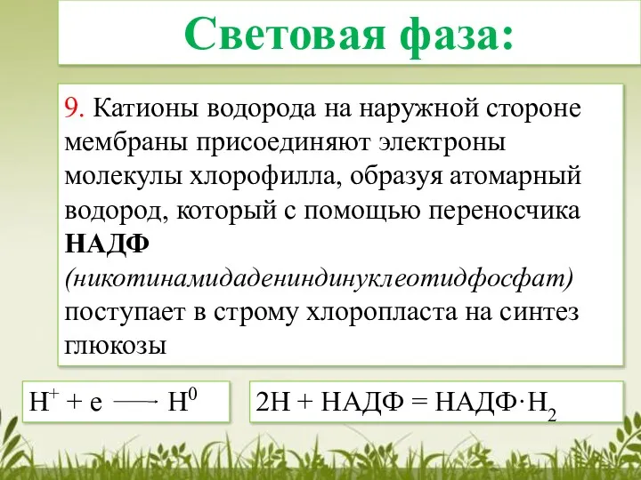 9. Катионы водорода на наружной стороне мембраны присоединяют электроны молекулы