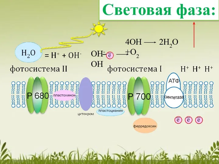 Световая фаза: ОН- е ОН 4ОН 2Н2О +О2