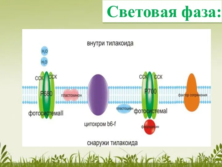 Световая фаза: