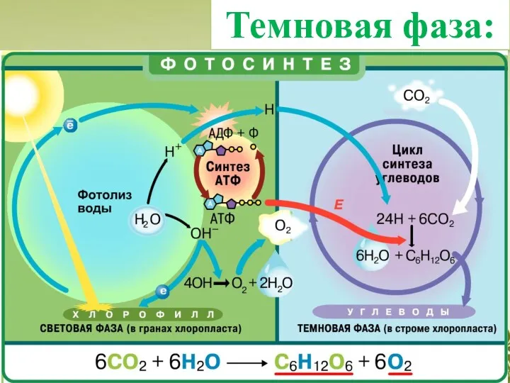 Темновая фаза: