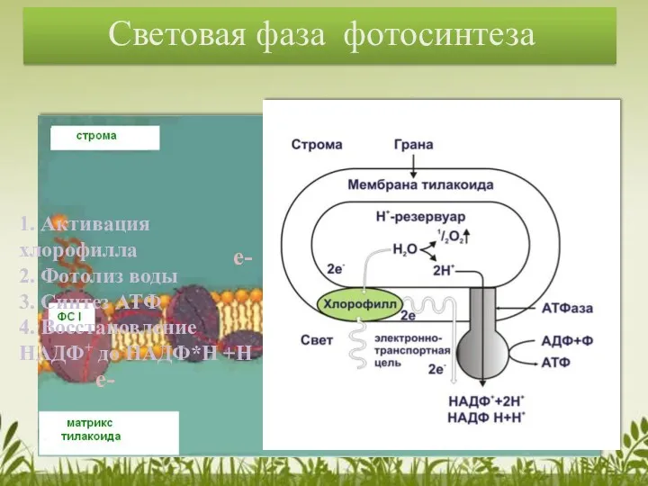 Световая фаза фотосинтеза е- е- е- Н+ е- е- Н+