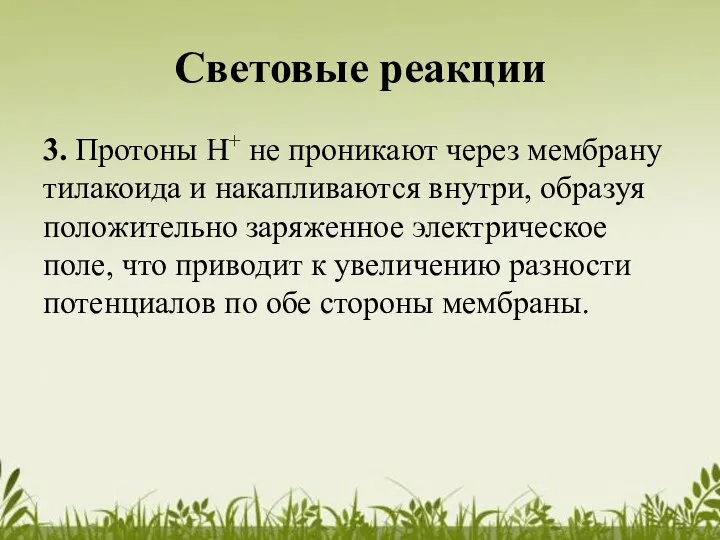 Световые реакции 3. Протоны Н+ не проникают через мембрану тилакоида