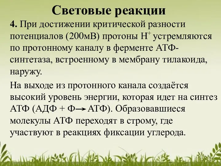 Световые реакции 4. При достижении критической разности потенциалов (200мВ) протоны