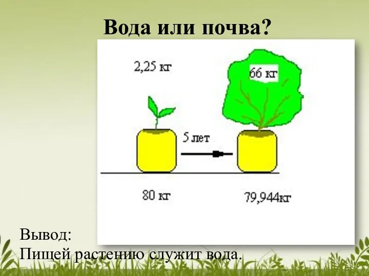 Вода или почва? Вывод: Пищей растению служит вода.