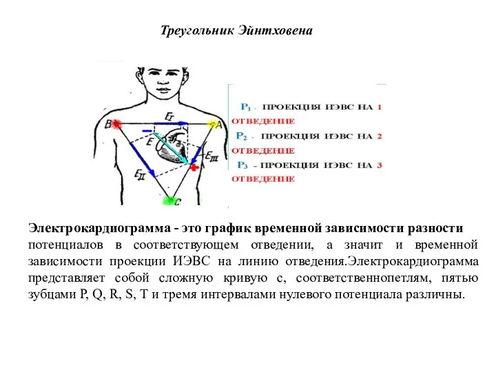 Треугольник Эйнтховена Электрокардиограмма - это график временной зависимости разности потенциалов